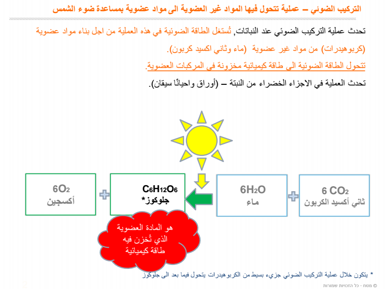 تتحول الطاقة الضوئية في البلاستيدة الخضراء في المرحلة الأولى من عملية البناء الضوئي الى طاقة كيميائية تخزن في